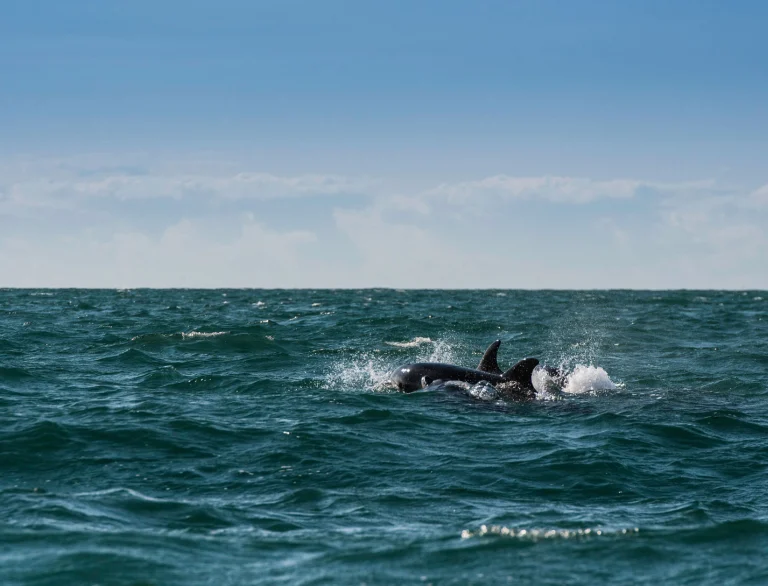 two dolphins playing together in the sea