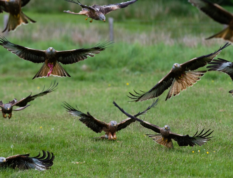 red kites flying close to the ground and some landing.