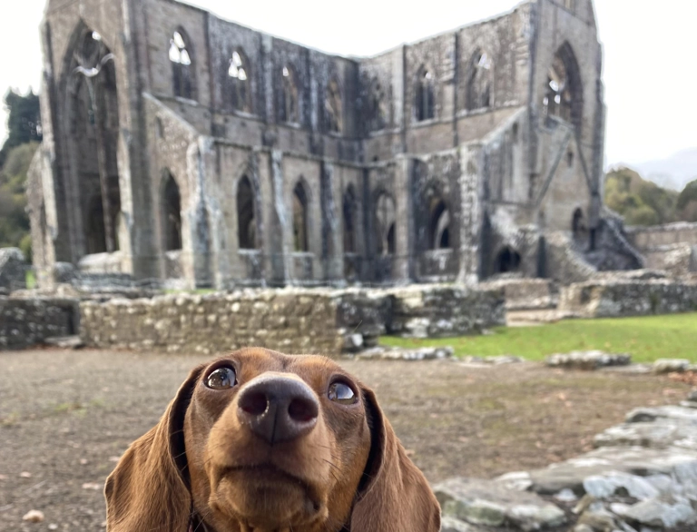 Dachshund o flaen abaty adfeiliedig.