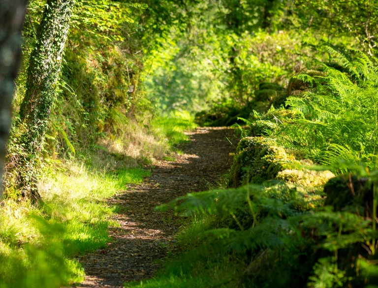 Llwybr wedi'i leinio â rhedyn trwy goetiroedd.
