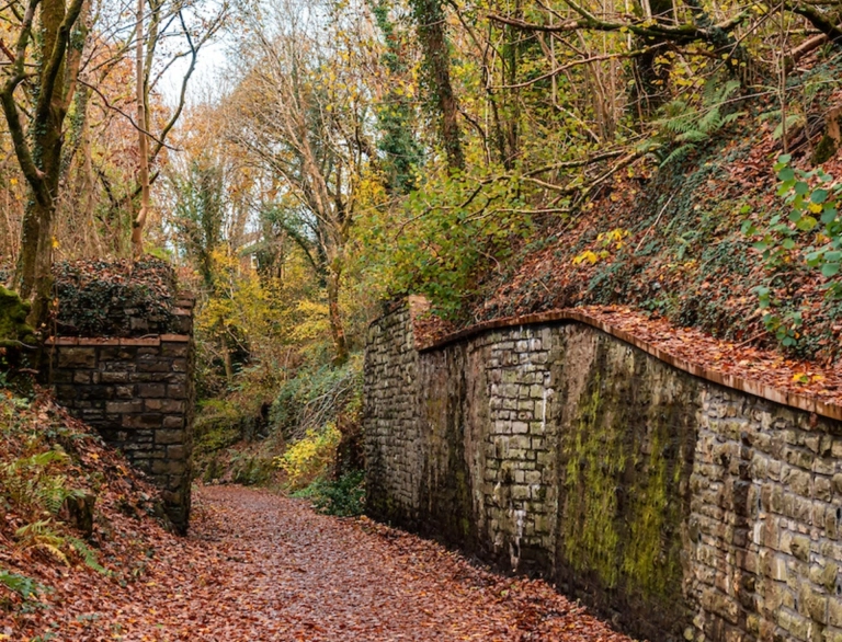 autumn colours in country park.