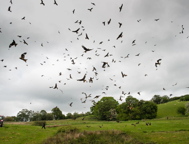 Hundreds of red kites swooping down to collect food on the ground. 