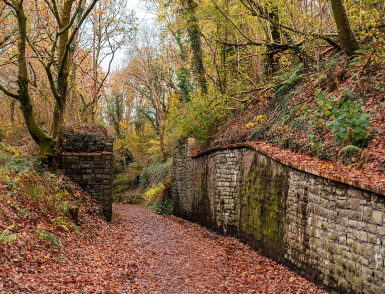 autumn colours in country park with leaves covering pathway and trees.