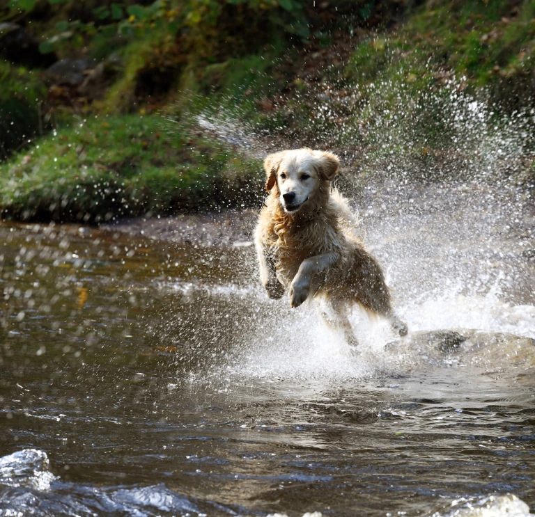 Ci golden retriever dog yn rhedeg trwy'r dŵr
