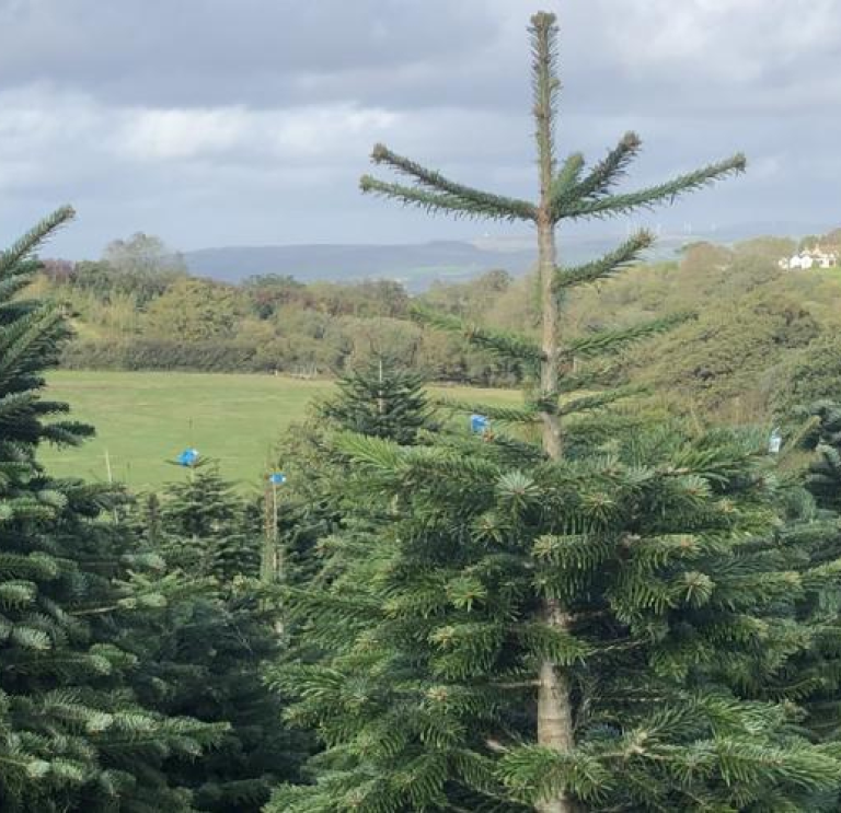 Coed Nadolig yn tyfu mewn cae
