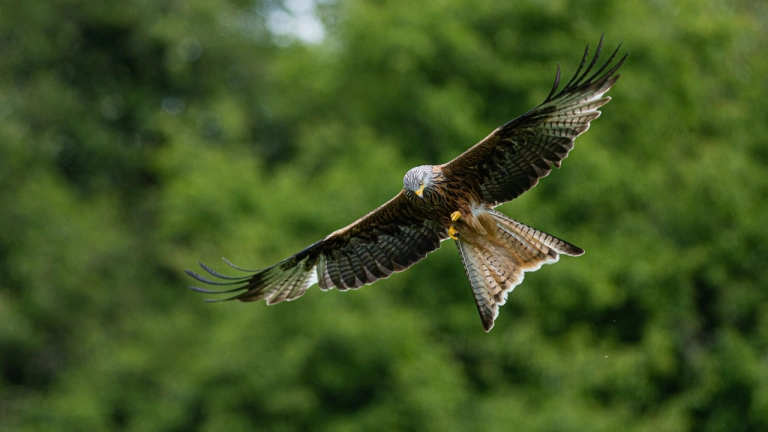 Barcud coch yn hedfan