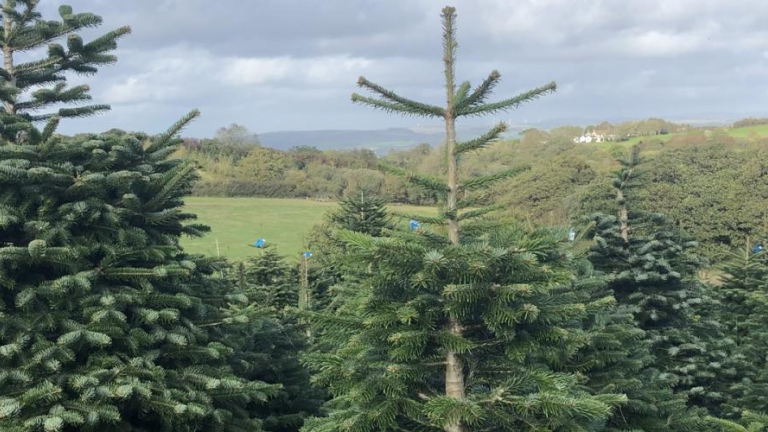 Coed Nadolig yn tyfu mewn cae