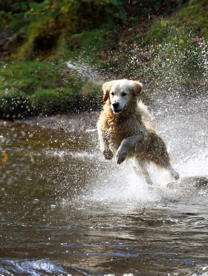 Ci golden retriever dog yn rhedeg trwy'r dŵr