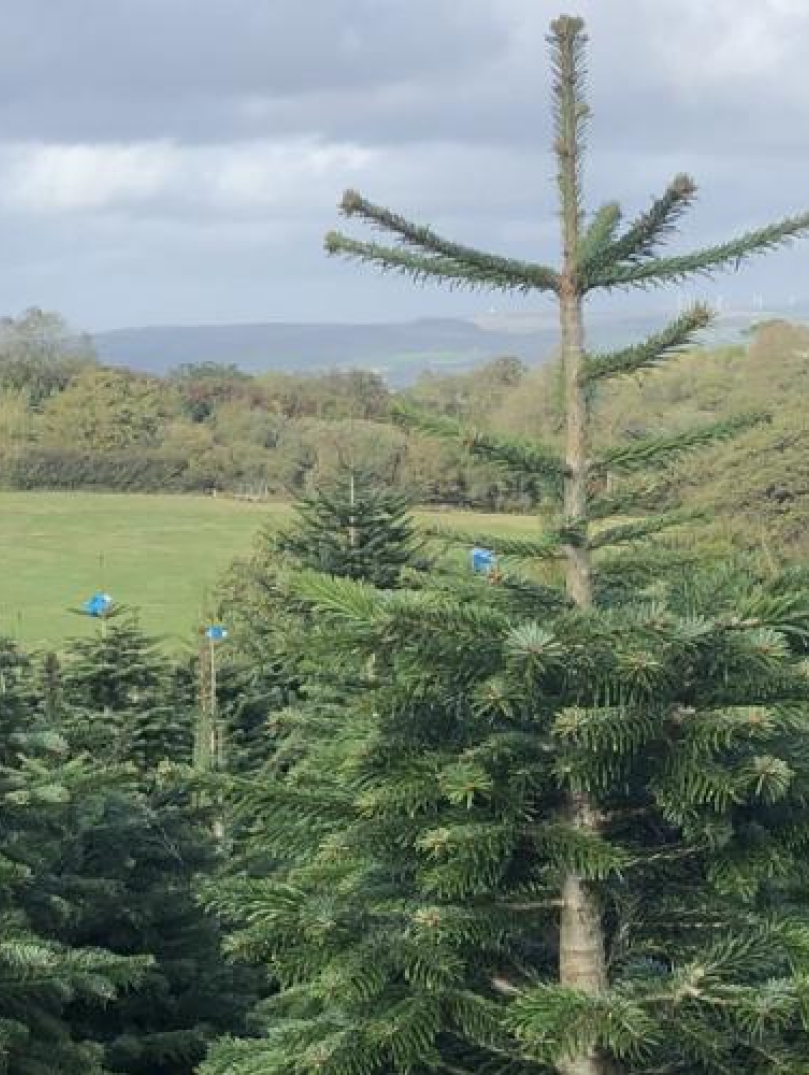 Coed Nadolig yn tyfu mewn cae