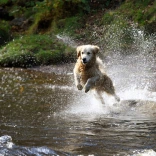 Ci golden retriever dog yn rhedeg trwy'r dŵr