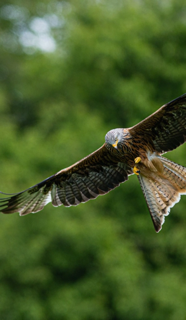 Barcud coch yn hedfan